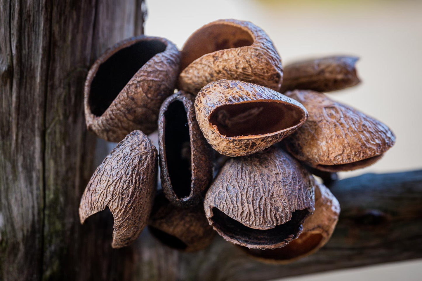 Lahjakortti EloKinkerin tuotteisiin tai palveluihin